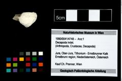 Foto (Objekt + Etikett) von Decapoda indet.  (NHMW-GEO-1990-0041-4748)